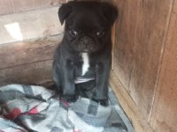 A kalite pug mops ırk ve sağlık garantili uygun