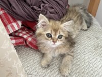 British longhair golden dişi yavru