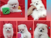 Safkan pomeranian