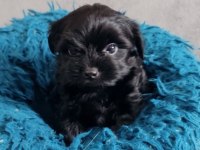 Black Yorkshire Terrier