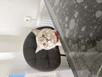 British shorthair kedisi izmir
