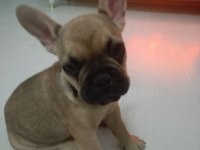 70 günlük dişi french bulldog yavrular