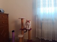 Kedimizi ücretsiz sahiplendirme