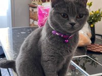 British shorthair dişi