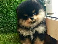 Black Tan Dişi Pomeranian Boo Farklılık Arayanlara