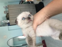 Erkek ve dişi karışık kendi kedilerim