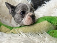 A KALİTE ERKEK VE DİŞİ FRANSIZ BULLDOG YAVRULARIMIZ