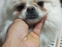 3 yaşında dişi pomeranian