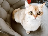 Dişi golden ny 11 british shorthair