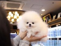 En Sevimli Pomeranian Yavrularımız