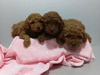Toy Poodle Yavrular Sağlıklı Aşılı