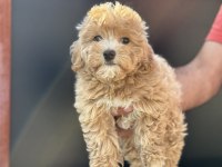 Petmode köpek çiftliğinden maltipoo yavrularımız