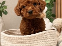 Orjinal belgeli evimizden toy poodle wc eğitimli