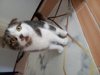 Scottish Fold Kedisi Acil
