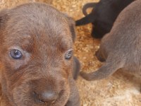 Blue Cane Corso Yavrularımız
