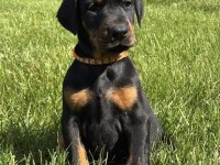 Her Renk Doberman Mevcut