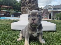 2 Renkli French Bulldog Yavruları Çiftlikten 