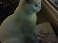 Ücretsiz dişi british shorthair