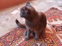 Kedimizi güzel bi insana hediye vermek istiyoruz