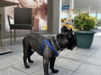 French bulldog erkek