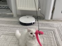 British longhair yavrumuza yuva arıyoruz