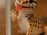 Evcil Leopard Geckolar