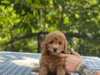 En micro poodle en özeli benim olsun isteyenlere