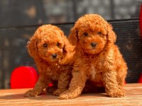 Toy Poodle Yavrular