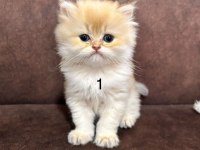 British Longhair Golden Yavrular 50 günlük