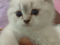 Saf british shorthair kedisi