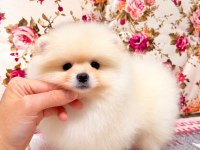 AYI SURAT DİŞİ POMERANİAN BOO YAVRU