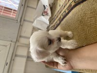 Minik canlar maltese