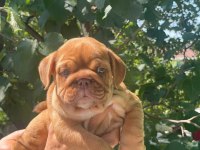 SİTENİN EN ŞİRİN İNGİLİZ BULLDOG YAVRULARI