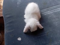 Hollanda Teddy Lop tavşan yavruları