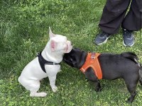10 EKİM DOĞUMLU 6 AYLIK AŞIRI OYUNCU FRENCH BULLDOG
