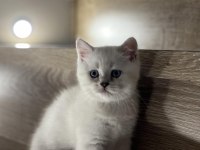 Brıtısh Shorthair Sılver Yavrularım 