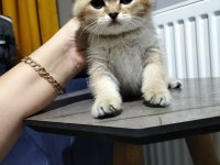 Silver shaded ve golden ny25 british shorthair yavrular