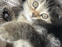 Yavru Scottish Fold Kedimiz
