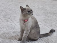 British shorthair 22 aylik MİSİVA kızımıza yeni yuva