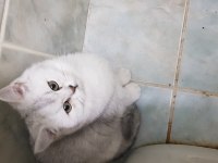 Efsunlatan Şirinlik BELLA Kedimize Acilen Yuva Arıyoruz