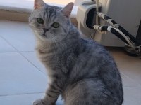 Güzeller Güzeli British Kızlarımız