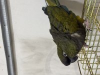 Çok güzel full + full evcil patagonya konur papağanı