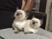 2 dişi ve 1 erkek siyam kedisi