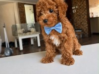 Orjinal Toy Poodle Yavrumuz 