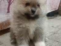 Pomeranian boo erkek bebeğim