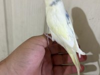 30 GÜNLÜK HARİKA ERKEK BEBEK MUHABBET KUŞU
