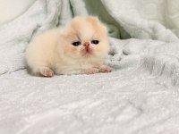 Küçük bir prenses exotic kız full şecereli