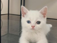Dişi british shorthair