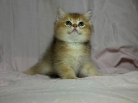 British Golden Bebekler