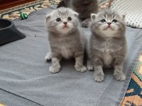 British Shorthair Sahiplendirilecek Kediler